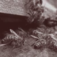 Beehives from Wooduchoose
