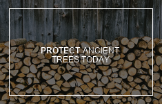 Blog Post: The World's Oldest Trees