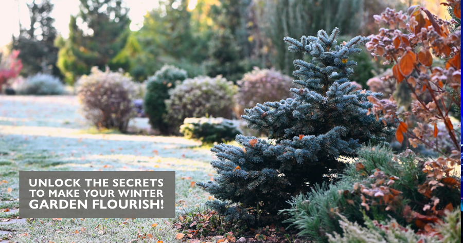 Article - Hints and Tips on getting the most out of your garden this winter